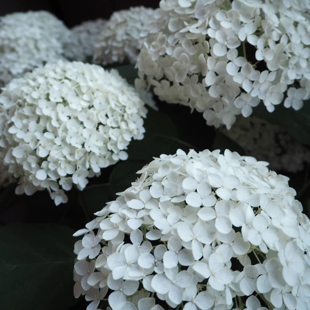 65756788_2323819264544494_6608573982587224064_n