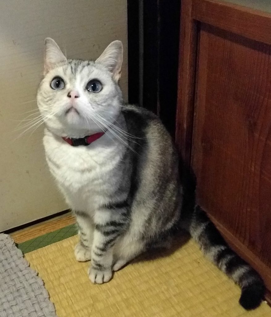 ゆきちゃん上向き